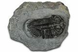 Bug-Eyed Coltraneia Trilobite Fossil - Ofaten, Morocco #352679-2